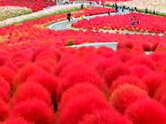 国営ひたち海浜公園旅行記　コキア紅葉編