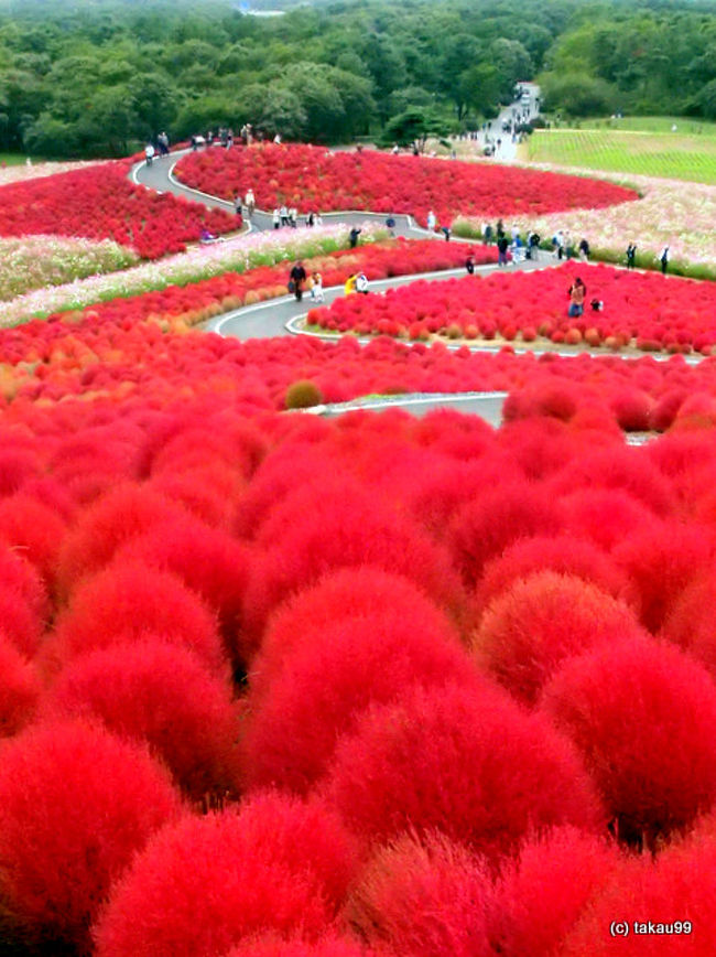 国営ひたち海浜公園旅行記 コキア紅葉編 ひたちなか 茨城県 の旅行記 ブログ By Takau99さん フォートラベル