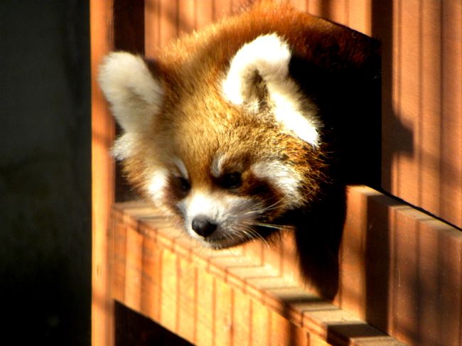 千葉市動物公園で７月３日生まれの子レッサー・コウタ君とエイタ君を満喫（旅行記→http://4travel.jp/traveler/jillluka/album/10513557/）した僕はその足で同じ千葉県内の市川市動植物園に移動してきました。<br />ここにも今年生まれの子レッサーがいるんです。<br />それを知ったのが真夏の８月、真夏のレッサーパンダ紀行と題してこの動物園に訪れた際（旅行記→http://4travel.jp/traveler/jillluka/album/10488760/）に、レッサーパンダ・ナミちゃんの飼育ケージに”７月６日に１頭出産しました！ただいま育児中です！”の張り紙を見たんです。<br />実は僕も同じ７月６日生まれ、なんだか親近感を覚えてしまい、子レッサーの公開が始まったら必ず再訪しようと心に決めました。<br />それでは子レッサー・アクア君に会いに行きましょう。<br />