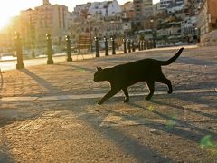 地中海猫探しの旅◎Malta2日目つづき　猫大漁◎