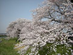 白石川、一目千本桜。