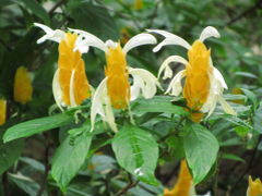 2010年秋バラフェスタの神代植物公園（4）ちょっぴりの菊と大温室の花などバラ以外