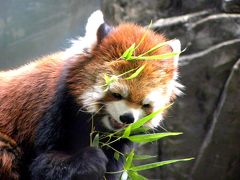 秋のレッサーパンダ紀行　川崎市夢見ヶ崎動物公園