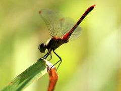 小さな旅●豊田市 矢並湿地のシラタマホシクサ・ミカワシオガマの花