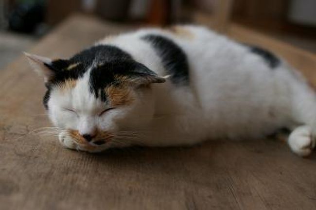 大和川の流れは工事も終わり泥の濁りも消えてきれい。魚も多くシロサギやアオサギが川の中に立っていた。高速も開通して車が走っていた。曇り空の中、柿がありますように!と願いつつ歩く。平等寺には三毛もトラもチンも三匹とも元気にいた。特にトラは大きく育ち食べっぷりもすごい。フードを少しわけてやったが、食事中に手を出すと怒りそうな雰囲気だった。食事はいつもの狭井神社の手前の展望台で。天気の悪さと霞がかかったような感じで、二上山の山並みがかろうじて見えるくらい。そんなに遠くなくても天候の具合いによっては見えないのだ。箱根旅行の富士山もきっとしかり(^_^;) 弁当は美味しいお米で魚も焼き具合味も良かった。