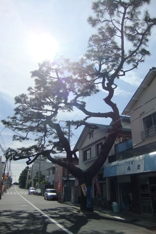 湘南と言えば、かっては財界人、文化人、皇族の別荘や邸宅があったところとしてい知られています。もちろん今でも大磯や鎌倉、葉山等に数多く存在しますが、戦前の名建築と言われたものがかなり解体されたり、マンションに変わったり、細分化されたりして一般住宅になってしてまいました。<br /><br />平塚もかっては海岸沿いに多くの別荘がありましたが、今ではほとんど残されていません。わずかに所々に見られるだけです。今回そのような残されている別荘時代の残り香りを求めて小さな旅をしてみました。