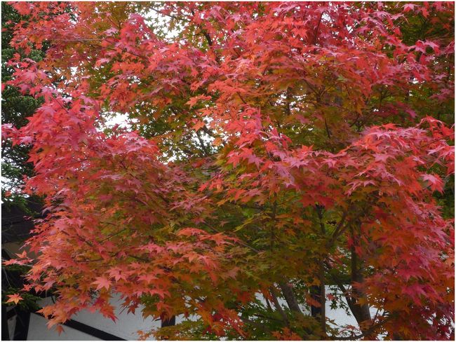 日本ロマンチック街道沿いの紅葉巡りをしてきました。<br />もう冬景色となっている場所・紅葉真っ盛り・もうちょっと等いろいろとありました。<br />