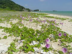 沖縄旅2010　⑤　奥武島と新原