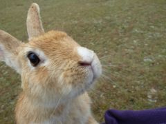 うさぎの楽園　大久野島　うさぎに囲まれた幸せの旅