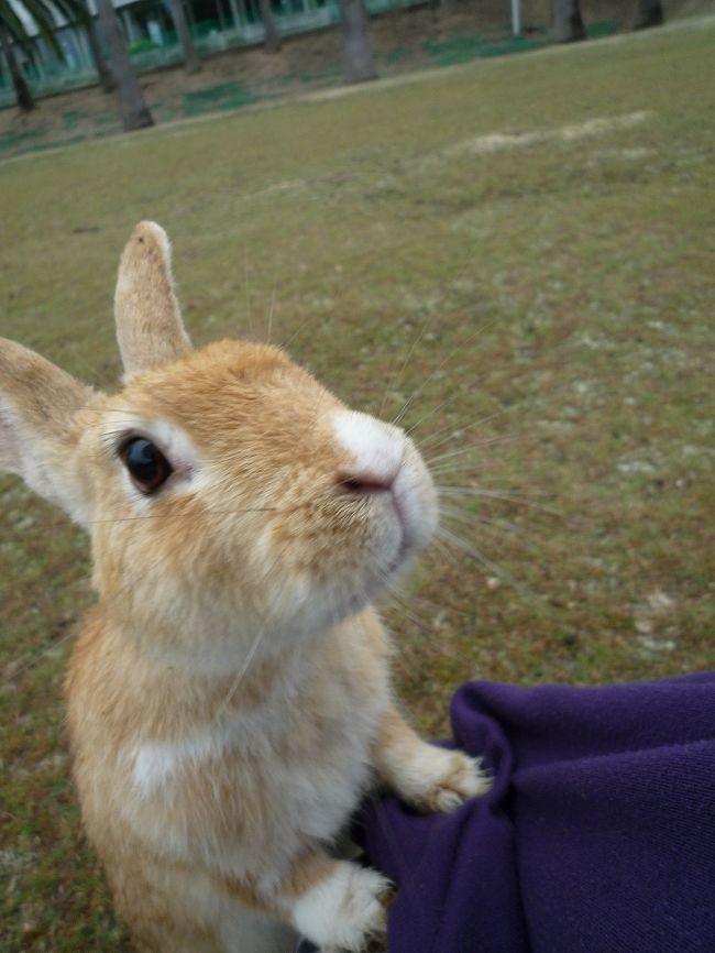 うさぎの楽園　大久野島　うさぎに囲まれた幸せの旅