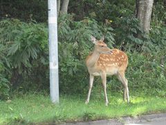 知床世界遺産と神の子池