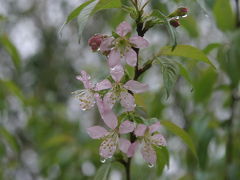 ヒマラヤ近辺の秋咲く桜を訪ねて　2　ブータンの桜