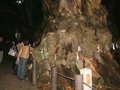 熱海新発見散歩　樹齢2000年大楠木　11月/2010