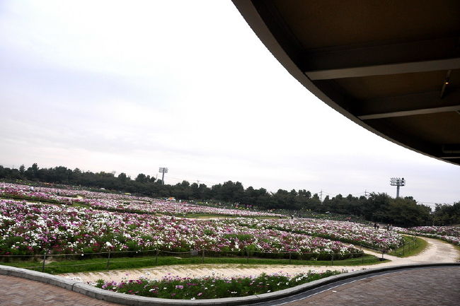 今年もコスモスの花を求めて<br />◇秋の花/コスモス（1）なばなの里<br />　入園する際に、受付の方に聞けば<br />　コスモスは、すこし峠を越えてる様子<br />　よってダリヤを中心に撮りました。<br />◇秋の花/コスモス（2）木曽三川公園<br />◇秋の花/コスモス（3）羽島の田園街道<br />◇秋の花/コスモス（4）花フェスタ記念公園<br />　http://4travel.jp/traveler/isazi/album/10516876/<br />　航空祭/各務原市の岐阜基地からの戦闘機<br />　思わず.撮りましたが..ここは、花フェスタ<br />　雨で生憎の天気に航空祭を避けたが<br />　http://4travel.jp/traveler/isazi/album/10205552/<br />カメラ仲間から航空祭が好評だとか<br />気を取り戻してコスモスを撮ることにしました。<br />http://4travel.jp/domestic/area/toukai/gifu/minokamo/kani/travelogue/