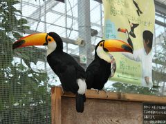 友達のリクエスト「神戸花鳥園」へレッツゴー☆