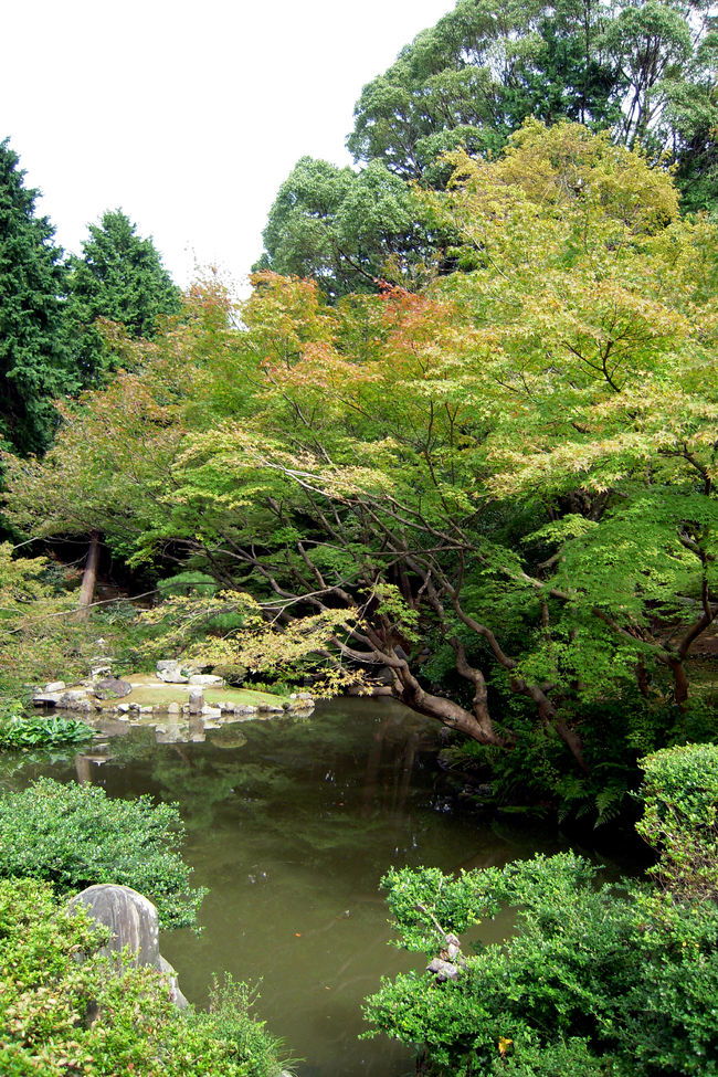 2010年、秋のJR東海「そうだ　京都、行こう」<br /><br />その舞台となっている寺院は金戒光明寺。<br />紅葉に彩られた素晴らしいポスターに心躍る。。。<br />そんな金戒光明寺、、、、紅葉には少し早いけれど、ちょっと遊びに行ってきました～♪<br /><br />帰り道、小腹の空いた昼下がり、とてもお薦めのブーランジェリーで軽～～くのつもりがしっかり美味しいパンを♪<br />久しぶりに食べた「ルーク」のパン、やっぱり美味しい～～<br />だ・い・す・き★<br /><br /><br />ディンタイフォン　　http://www.geocities.co.jp/Foodpia-Olive/5638/　<br />金戒光明寺　　http://www.kurodani.jp/<br />ブーランジェリールーク　　http://tabitano.main.jp/7rauk.html