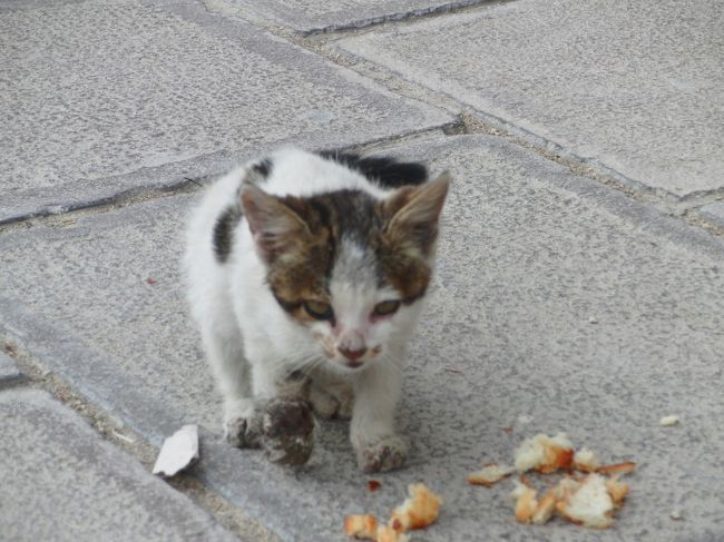 カッパドキアへ移動・・・猫たちにあえたか？