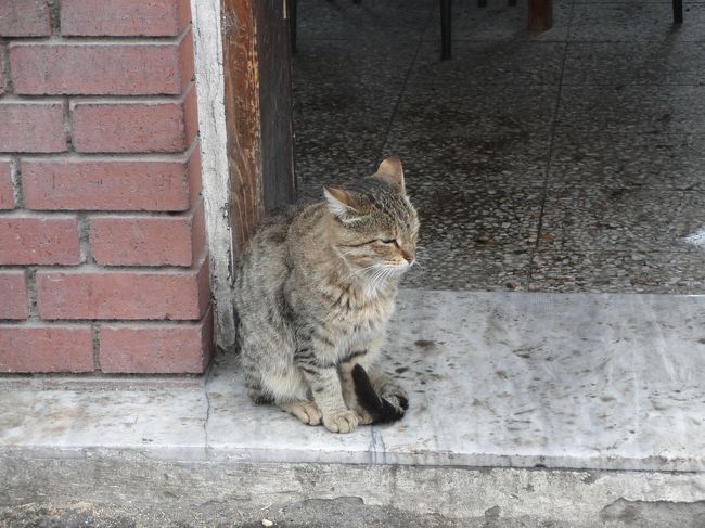 アンカラの猫です。<br />トルコ最後の訪問地・・・でも、雨だった！