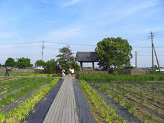 菖蒲町へ花菖蒲を観るつもりで出かけたサイクリング