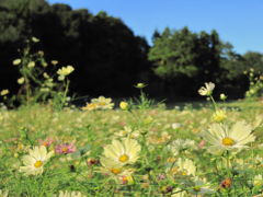 紅葉きざす秋晴れの森林公園（4）水藻のような茎の流れにたゆとう黄色やオレンジのコスモスたち