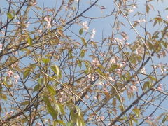 ダージリンに桜はあった。