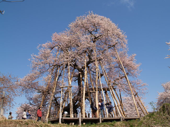 　山形県長井市上伊佐沢字蜂屋敷にある伊佐沢の久保桜は樹齢1200年、高さ16m、特に枝張りは東北地方最大といわれる。山形県内初の国指定天然記念物に指定された桜である。品種はエドヒガンであり、「置賜さくら回廊」の中核を占める桜である。開花シーズンの夜間はライトアップされ、夜桜もひときわ美しい。<br />　この日はカメラクルーが来ていた。満開の桜がTVで放映されるのであろう。樹齢が1000年を越えるといわれる桜の樹を大事にしてきた東北の山村に暮す人々の思いが伝わってくる。自慢の桜、伊佐沢の久保桜を写したB5サイズの写真を頂いたが今も大事に飾っている。<br />（表紙写真は伊佐沢の久保桜）