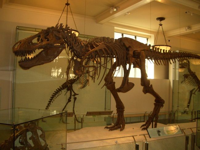 実質最終日となるこの日は、まずグラウンドゼロやウォール街などロウアーマンハッタンをブラブラし、その後、地下鉄で一気にアッパーマンハッタンへ。シティパスで唯一残していた、自然史博物館を訪れました。<br />ここの４階の恐竜化石コレクションはものすごい。凄過ぎ！<br />恐竜の化石などに興味無さそうな嫁はんと一緒だったので、サクサクと見るのかと思いきや、意外に６時間もの長居をしました。<br />隣接するセントラルパークをぶらぶらし、ニューヨーク観光の締めはやはりMoMA。金曜１６時以降は入場無料です。<br />99年から２年おき、奇数年に訪問し続けてきたニューヨーク。残念ながらこの2007年を最後に再訪できていません。<br />次はいつ行けるのでしょうか、、、、。<br />(追記：2013年に６年ぶりの訪問を果たしました)<br /><br />初日からご覧になりたい方は、こちらをどうぞ<br />http://4travel.jp/traveler/hanken/album/10503042/<br />