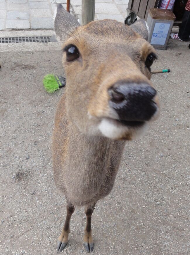 前日夜遅くまでUSJではしゃいでいたにも関わらず、今日は少し早起きして奈良へ。<br />この日から始まる「正倉院展」がメインです。<br /><br />1日目 USJ(ハロウィン・スペシャル・ナイト)<br />2日目 奈良(正倉院展、東大寺、奈良公園)⇒鶴橋・道頓堀<br />3日目 インスタントラーメン発明記念館⇒通天閣・串カツ