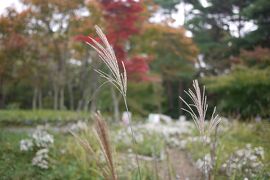 紅葉はまだ早い。