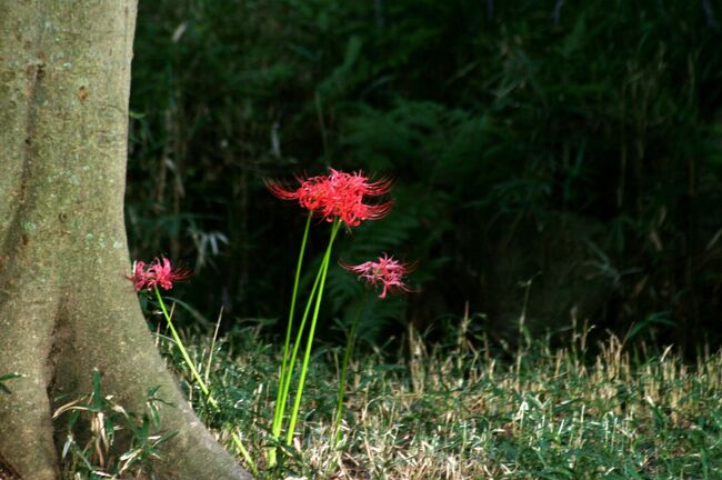 2010秋、下鴨神社(4/5)：糺の森、瀬見の小川、彼岸花、表参道、古木のスカート