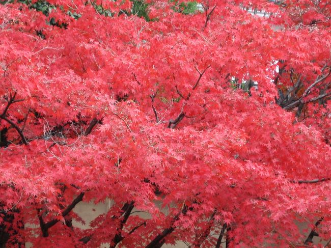 まだ見ぬ中国地方を旅したくなった去年の秋。<br /><br />紅葉狩り。<br />世界遺産。<br />いっぱい遊んで、美味しいものたくさん食べたい。<br /><br />友達と計画を立てているうちに、どんどん欲張りになり･･･<br />仕事を休めない友達より一日早く飛んで、５県全部周ることにしました。<br /><br />各県ごとの思い出をつづっていきたいと思います。<br /><br /><br />１日目：羽田→広島。原爆ドーム、平和祈念公園、宮島。山口県岩国の錦帯橋。倉敷泊<br />２日目：友達と合流。倉敷の大原美術館など美観地区。岡山の後楽園。鳥取泊<br />３日目：鳥取砂丘。かろいち(市場)。島根泊<br />４日目：出雲大社の縁結び大祭。米子→羽田<br /><br /><br />　すべて個人手配<br />航空券はＡＮＡマイルの特典航空券を利用。<br />宿泊は楽天トラベル。