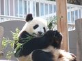 パンダと白熊の赤ちゃん見学