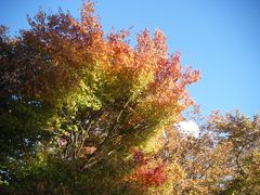 河口湖の紅葉