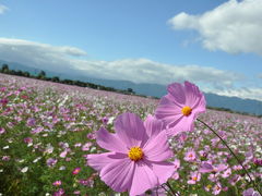 秋の花/コスモス（3）羽島の田園街道