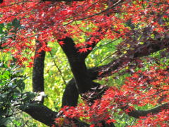 紅葉のきざしを探しながら新宿御苑の菊花壇展へ（前編）