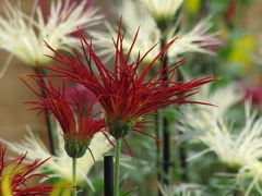 紅葉のきざしを探しながら新宿御苑の菊花壇展へ（中編）