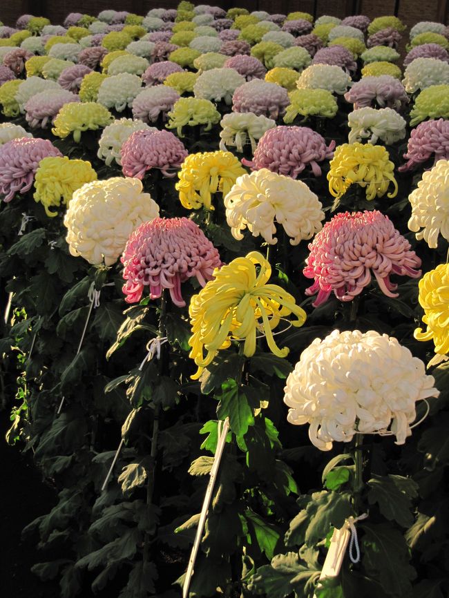 古典菊が多く展示されている新宿御苑の菊花壇展。<br />去年2009年は江戸菊を一番楽しみにして、熱心に鑑賞する一方で、嵯峨菊の美しさに目覚めました。<br />今年2010年はどの菊が一番のお気に入りになるかしら。<br />お気に入りが変わるのは、好みの変化や気分に左右されるせいもありますが、天候による光の加減、それから開花状況にも影響されてしまうせいです。<br />今年は厳しい残暑が長く続いたので、どうやら菊も開花が遅れているようです。<br />去年と同じ頃に出かけて、早すぎないかな……と気にしつつも、他に日程を空けられないので、本日11月６日、菊花壇展を一番の目当てに、春以来久しぶりに新宿御苑に足を運びました。<br /><br />江戸菊は、開花が進むにつれて花姿が鮮やかに変化するのが特徴ですが、新宿御苑に日参するわけにはいかないので、日々変化していく様子を楽しめたことはありません。<br />なので他の花姿を比べたことはないのですが、ちょっとだけほつれた毛糸の玉のような（たとえがワンパターンで失礼！）、ころんと丸まって、花の中心のしべをすっかり覆い隠した姿が印象的で、とても気に入っています。<br />ただ、あれは少し咲き進んだときの姿なのか、開花が遅れ気味な今回は、そのお気に入りの姿の江戸菊が少なくて少し残念でした。<br />江戸菊には、そんな変わった花姿を求めるようになってしまっていたので、ふつうにきれいに咲いていた花ではつい物足りなくなってしまった贅沢な私です。<br />ただ、細い花びらが花火のように放射状に伸びたふつう（？）の花姿の江戸菊は、同じ姿を見せる他の品種よりもずっと華やかな気がします。<br /><br />肥後菊は、花びらがほっそーく、武士が精神鍛錬のために育成したといわれるのがうなづける禁欲的な美しさがあります。<br />その美しさに目覚めたのは去年のことですが、今回は半分以上が開花がまだまだで、とても残念でした。<br /><br />配色を考えてきれいに配置された一文字菊・管物菊花壇や大菊花壇は、今回残念だった懸崖作りと合わせて、新宿御苑の菊花壇展ならではもので、他に類を見ないのではないかと思っています。<br />ただ、去年と一昨年で撮れるパターンは私にとってもう撮りつくしてしまったようで、いろいろ撮り方を模索してみたけれど、新しい撮り方のパターンを見つけることはできませんでした。<br /><br />菊花壇展を回り終えたところで16時でした。<br />菊花壇のある日本庭園に到着したのは13時すぎだったので、だいたい３時間近くかけて回ったことになります。<br />閉園までのあと30分は、出口の新宿門のそばのインフォメーションセンターの「菊花壇解説展」を見に行くつもりでした。<br />ところが、途中でなにやらアジアの地球に優しい手作り製品のマーケットがあって、興味が沸いてしまったため、閉店間際の店を渡り歩いてしまいました。<br />結果、「菊花壇解説展」を見に行く時間はなくなってしまいましたが、「菊花壇解説展」は去年、丁寧に写真を撮って旅行記を作成しているので、復習はそちらですることにしましょう。<br /><br />菊花壇解説展のある去年の旅行記<br />「錦なす花の終わりの菊だより（5）新宿御苑の菊花壇展2009・後編」（2009年11月８日）<br />http://4travel.jp/traveler/traveler-mami/album/10398073/<br /><br />今回の新宿御苑の旅行記は、菊花壇展とそれ以外に分けずに、菊花壇展を中心に回りながら気の向くままにカメラを向けた順に、単純に前編・中編・後編としました。<br />今年で３回目となる新宿御苑の菊花壇展めぐりを、今年もすなおに順路通りに回ったので、菊以外の写真も織り交ぜることで、新宿御苑・菊花壇展３回目の旅行記として少し変化をつけたつもりです。<br /><br />＜前編＞<br />［12時45分に新宿門から入場］<br />（1）苑内で紅葉のきざしを求めて<br />（2）ちょっと萌えない第一露地花壇と、まだこれからだった懸崖作り花壇<br />＜中編＞<br />（3）どれもカラフルで可愛くて一番夢中になった、伊勢菊・丁子菊・嵯峨菊花壇<br />（4）あいかわらず見事な大作り花壇<br />＜後編＞<br />（5）渦巻き始めの江戸菊<br />（6）ころんころんの第二路地花壇は記録写真的<br />（7）くたっとしていても高貴さを感じさせた一文字菊・管物菊花壇<br />（8）もっと咲いているところが見たかった肥後菊花壇<br />（9）今年はどう撮ろうか苦労した大菊花壇<br />［16時30分に新宿門から帰宅］<br /><br />新宿御苑公式サイト<br />http://www.env.go.jp/garden/shinjukugyoen/<br />