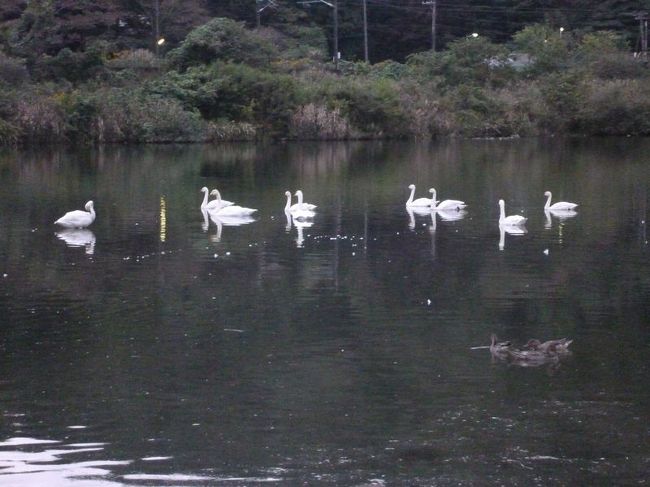 「B級でマイナー」というと失礼かもしれませんが、<br /><br />あまり一般的にメジャーではない観光地も全国にはたくさんあります。<br /><br />今回は、宮城県の白石川白鳥飛来地。<br /><br />仕事で仙台を訪問したついでの「仕事ついで旅」です。<br /><br /><br />★「B級でマイナーな観光地」シリーズ<br /><br />荒川ロックゲート(東京)<br />http://4travel.jp/travelogue/10438358<br />鮮魚列車&日本一短い商店街(大阪)<br />http://4travel.jp/travelogue/10420078<br />鹿嶋まつり&鹿島臨海鉄道鹿島臨港線(茨城)<br />http://4travel.jp/travelogue/10623562<br />鳴海球場跡(愛知)<br />http://4travel.jp/travelogue/10416547<br />西寺跡(京都)<br />http://4travel.jp/travelogue/10467065<br />「戸(へ)」のつく街めぐり(青森&岩手)<br />https://ssl.4travel.jp/tcs/t/editalbum/<br />関西電力黒部専用鉄道“上部軌道”(富山)<br />http://4travel.jp/travelogue/10535489<br />嘉穂劇場(福岡)<br />http://4travel.jp/travelogue/10536327<br />遊楽部川の鮭の遡上(北海道)<br />http://4travel.jp/travelogue/10555940<br />石見神社&白鳥城(兵庫)<br />http://4travel.jp/travelogue/10421611<br />西武秩父線のローカル駅(埼玉)<br />http://4travel.jp/travelogue/10441164<br />深谷駅&さきたま古墳&あついぞ!熊谷(埼玉)<br />http://4travel.jp/travelogue/10439881<br />内之浦&宮之城&藺牟田池(鹿児島)<br />http://4travel.jp/travelogue/10470926<br />京都一条妖怪ストリート(京都)<br />http://4travel.jp/travelogue/10565267<br />町田リス園(東京)<br />http://4travel.jp/travelogue/10416970<br />靭(うつぼ)公園(大阪)<br />http://4travel.jp/travelogue/10420097<br />士幌線廃線跡(北海道)<br />http://4travel.jp/traveler/satorumo/album/10440854/<br />氷のトンネル(北海道)<br />http://4travel.jp/travelogue/10606410<br />日本最北のマクドナルド&地吹雪の抜海駅(北海道)<br />http://4travel.jp/travelogue/10431780<br />“ののちゃん”と“タブチくん”のふるさと・玉野(岡山)<br />http://4travel.jp/travelogue/10563273<br />立山砂防軌道&立山カルデラ(富山)<br />http://4travel.jp/travelogue/10533323<br />日本一の長寿村&塩川&喜屋武岬(沖縄)<br />http://4travel.jp/travelogue/10470372<br />伊勢崎西部公園(群馬)<br />http://4travel.jp/traveler/satorumo/album/10723218<br />長浜大橋(愛媛)<br />http://4travel.jp/travelogue/10450812<br />くりはら田園鉄道乗車会(宮城)<br />http://4travel.jp/travelogue/10620825<br />塩田津&八本木宿&浜金屋&筑後川昇開橋(佐賀)<br />http://4travel.jp/travelogue/10468519<br />モエレ沼公園&宮島沼&777段ズリ山階段(北海道)<br />http://4travel.jp/travelogue/10462083<br />河童の里(福岡)<br />http://4travel.jp/travelogue/10478346<br />有田川町鉄道公園(和歌山)<br />http://4travel.jp/travelogue/10606420<br />小さい鳥居と愛野駅(長崎)<br />http://4travel.jp/travelogue/10520959<br />日本列島公園(愛知)<br />http://4travel.jp/travelogue/10472030<br />エキスポカフェ(大阪)<br />http://4travel.jp/traveler/satorumo/album/10561367/<br />吉野家ひめゆり通り店(沖縄)<br />http://4travel.jp/traveler/satorumo/album/10474837/<br />深泥池(京都)<br />http://4travel.jp/traveler/satorumo/album/10482981/<br />おっぱい観音&ち○こ神社&ま○こ神社(愛知)<br />http://4travel.jp/traveler/satorumo/album/10467364/<br />おっぱい神社&石のかざぐるま(岡山)<br />http://4travel.jp/traveler/satorumo/album/10467364/<br />赤川仮橋(大阪)<br />http://4travel.jp/traveler/satorumo/album/10465150/<br />立体交差する川&日本最古の油田跡(新潟)<br />http://4travel.jp/traveler/satorumo/album/10431152/<br />松尾鉱山跡(岩手)<br />http://4travel.jp/traveler/satorumo/album/10468179/<br />炭鉱の島・池島(長崎)<br />http://4travel.jp/traveler/satorumo/album/10471632/<br />アンモナイト&トロッコ(北海道)<br />http://4travel.jp/traveler/satorumo/album/10486376/ <br />スウェーデンヒルズ(北海道)<br />http://4travel.jp/traveler/satorumo/album/10487107/<br />白石川白鳥飛来地(宮城)<br />http://4travel.jp/traveler/satorumo/album/10518997/<br />沖縄県人の街(大阪市大正区)<br />http://4travel.jp/traveler/satorumo/album/10524096/ <br />桃太郎神社(愛知)<br />http://4travel.jp/traveler/satorumo/album/10532980/ <br />県下唯一の村・大衡村(宮城)<br />http://4travel.jp/traveler/satorumo/album/10562157/<br />東急東横線の廃線跡めぐり(神奈川)<br />http://4travel.jp/traveler/satorumo/album/10636836/<br />http://4travel.jp/traveler/satorumo/album/10645445<br />珈琲園ぶらじる(東京)<br />http://4travel.jp/traveler/satorumo/album/10683513/<br />鉄道ファンの聖地“ナイアガラ”(東京)<br />http://4travel.jp/traveler/satorumo/album/10697557/<br />http://4travel.jp/travelogue/10971520<br />大和駐屯地56周年記念行事(宮城)<br />http://4travel.jp/traveler/satorumo/album/10717128/<br />大和町の祭り「島田飴まつり」(宮城)<br />http://4travel.jp/traveler/satorumo/album/10754350/<br />http://4travel.jp/traveler/satorumo/album/10637868/ <br />“まほろば”の街・大和町(宮城)<br />http://4travel.jp/traveler/satorumo/album/10576613/<br />大和町の祭り「輪くぐり」(宮城)<br />http://4travel.jp/traveler/satorumo/album/10589009/<br />大和町の祭り「やぶさめ」(宮城)<br />http://4travel.jp/traveler/satorumo/album/10613094<br />スリランカセンター(宮城)<br />http://4travel.jp/traveler/satorumo/album/10787912/<br />奥羽本線スイッチバック跡「大沢駅&峠駅&板谷駅」(山形)<br />http://4travel.jp/traveler/satorumo/album/10794623/<br />奥羽本線スイッチバック跡「赤岩駅」(福島)<br />http://4travel.jp/traveler/satorumo/album/10797881<br />あくねツーリングSTAYtion(鹿児島)<br />http://4travel.jp/traveler/satorumo/album/10827924/<br />ブルートレインたらぎ(熊本)<br />http://4travel.jp/traveler/satorumo/album/10835575<br />多磨霊園(東京)<br />http://4travel.jp/travelogue/10857817<br />薬師公園(岩手)<br />http://4travel.jp/travelogue/10892441<br />JICA地球ひろばでネパール料理(東京)<br />http://4travel.jp/travelogue/10899446<br />鶴亀屋食堂(青森)<br />http://4travel.jp/travelogue/10922752<br />高輪橋架動橋(東京)<br />http://4travel.jp/travelogue/10944478<br />山道国道(福島)<br />http://4travel.jp/travelogue/10437982<br />日本一短い川「ぶつぶつ川」(和歌山)<br />http://4travel.jp/traveler/satorumo/album/10415707/<br />日本一寒い街「美深」(北海道)<br />http://4travel.jp/travelogue/10432285<br />宇宙村(東京)<br />http://4travel.jp/travelogue/11020775<br />讃岐うどん 條辺(埼玉)<br />http://4travel.jp/travelogue/10860967<br />京都激辛商店街(京都)<br />http://4travel.jp/travelogue/11047202<br />神田一安い居酒ヤ「とうきょう」(東京)<br />http://4travel.jp/travelogue/11053874<br />東急東横線の廃線跡めぐり(東京)<br />http://4travel.jp/travelogue/10899445<br />小田急小田原線の廃線跡めぐり(東京)<br />http://4travel.jp/travelogue/10912625<br />東京大仏&植村冒険館&水車公園&竹の子公園(東京)<br />http://4travel.jp/travelogue/11069939<br />北見ハッカ記念館&JR金華駅(北海道)<br />http://4travel.jp/travelogue/11072666<br />ほたるの里童謡公園(長野)<br />http://4travel.jp/travelogue/11080024<br />日本一低い山“日和山”(宮城) <br />http://4travel.jp/travelogue/11084412<br />エコポリスセンター&熱帯環境植物館&リサイクルプラザ(東京)<br />http://4travel.jp/travelogue/11085240<br />日本で海岸線から一番遠い地点(長野)<br />http://4travel.jp/travelogue/11096788<br />すぎなみ知る区ロード(東京)<br />http://4travel.jp/travelogue/11105158<br />東峰神社(千葉)<br />http://4travel.jp/travelogue/11112662<br />すなば珈琲(鳥取)<br />http://4travel.jp/travelogue/11124525<br /><br />