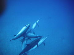 羽田発便で行く虹の島オアフ島　③