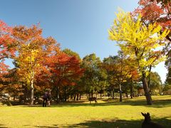 紅葉舞い散る奈良公園2010