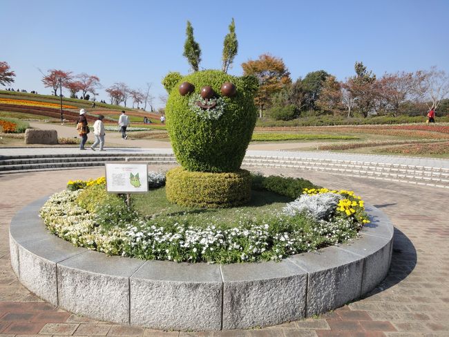 奈良県北葛城郡にある、馬見丘陵公園にいってきました。<br />１１月１４日で閉場してしまうのは惜しいですが、季節的にもお花は枯れてしまうので、しょうがないですね・・・<br />古墳もいっぱいある地域なので、お花＆古墳を一緒に回れるスポットです。<br />お<br />今回は、お花のエリアだけ周りましたが、来年にでも古墳周りをしたいと思います。<br /><br />近鉄電車で、西大寺駅～田原本駅、徒歩２分、西田原本駅～池部駅　<br /><br />入場料：無料！<br />