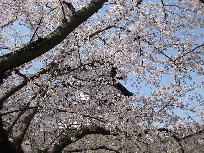 毎年GWに見に行くここの桜。<br />ちょうど見ごろだった今年の桜を記録として、残しておきます。