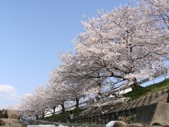 桜の穴場　in 奈良