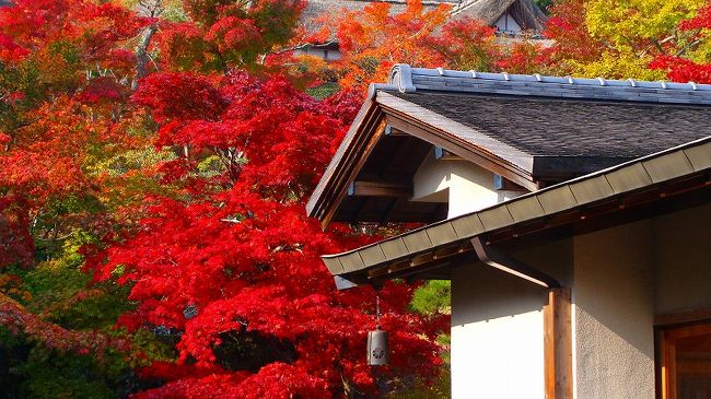 庭園の中で日頃入れない内庭は、この時期だけ公開されていました。<br /><br />普通に写真を撮影しながら、順路に沿って庭園を歩き、美術館<撮影禁止>の1階と2階を見て廻れば、おおよそ1時間掛かります。<br /><br />HP・・・ http://www.moaart.or.jp/hakone/index.html<br /><br />写真は、内庭の紅葉です。