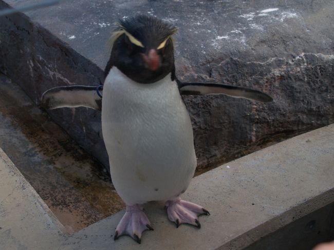 　旭山動物園のペンギン館では水中を泳ぐペンギンの速さとおぼつかない足取りで歩くペンギンの散歩風景が名物になっている。もぐもぐタイムになったのでペンギン館に行ってみた。園内放送がかかった後ではもう遅すぎる。多くの見物客が集まっており、なかなかペンギンが見えない。ペンギン館は旭山動物園の人気の館であることが誰にも実感できた。<br />（表紙写真は旭山動物園ぺんぎん館のペンギン）