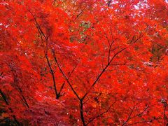 もみじ寺、寂光院２０１０（１２月９日写真更新）