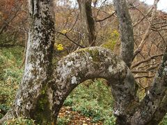 綿向山　～ 幸福ブナをくぐると 良い事が  (・∀・) ～