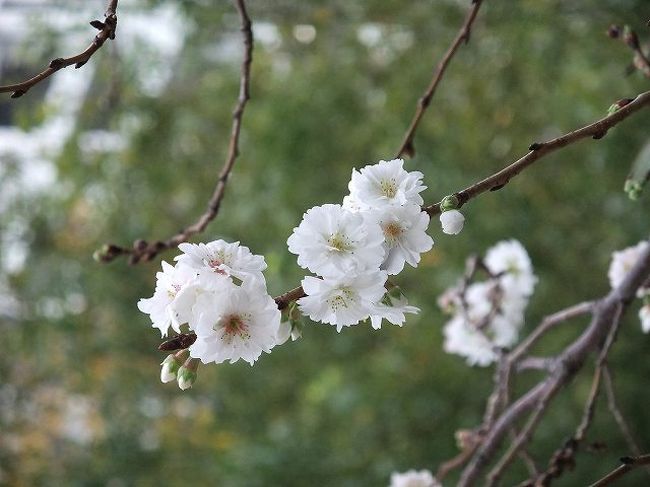 赤坂見附の交番横の桜 赤坂 東京 の旅行記 ブログ By Yo Haiさん フォートラベル 赤坂見附の交番横の桜 赤坂 東京 の旅行記 ブログ By Yo Haiさん フォートラベル