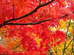 ○東京の紅葉