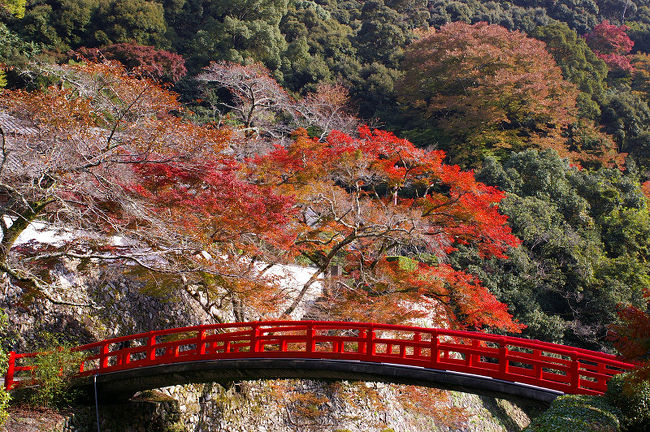 雨が上がって午後からは良い天気に。葉も輝いていた。<br />歩き始めてすぐに紅葉の天ぷら売りの店に子猫を発見。今年の7月に生まれたばかりのおてんばだそうだ(^_^)v<br />たくさんの人にも慣れて恐がらず。きっと皆に可愛がってもらってるんだ。<br />